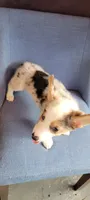 Speedy, a male Cardigan Welsh Corgi for sale in Long Beach, CA – 2 of 3