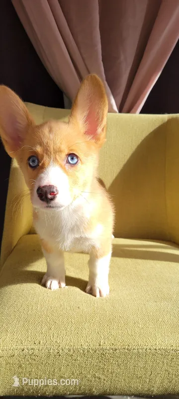 Sassy – Pembroke Welsh Corgi puppy for sale in Long Beach, CA