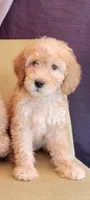 Luna, a female Labradoodle for sale in Los Angeles, CA – 2 of 2