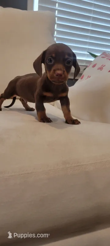 CHOKO ( MALE) – Miniature Dachshund puppy for sale in Long Beach, CA