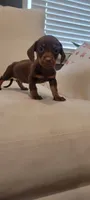 CHOKO ( MALE), a male Miniature Dachshund for sale in Long Beach, CA – 1 of 3