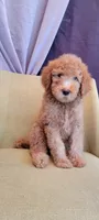 AJ, a male Labradoodle for sale in Los Angeles, CA – 2 of 2
