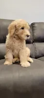 AJ non shedding labradoodle, a male Labradoodle for sale in Long Beach, CA – 2 of 2