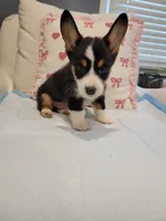 Max, a male Pembroke Welsh Corgi for sale in Los Angeles, CA – 3 of 3