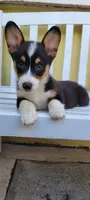 Tony, a female Pembroke Welsh Corgi for sale in Long Beach, CA – 2 of 2