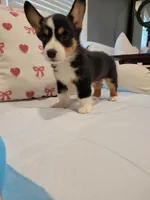 Max, a male Pembroke Welsh Corgi for sale in Los Angeles, CA – 2 of 3