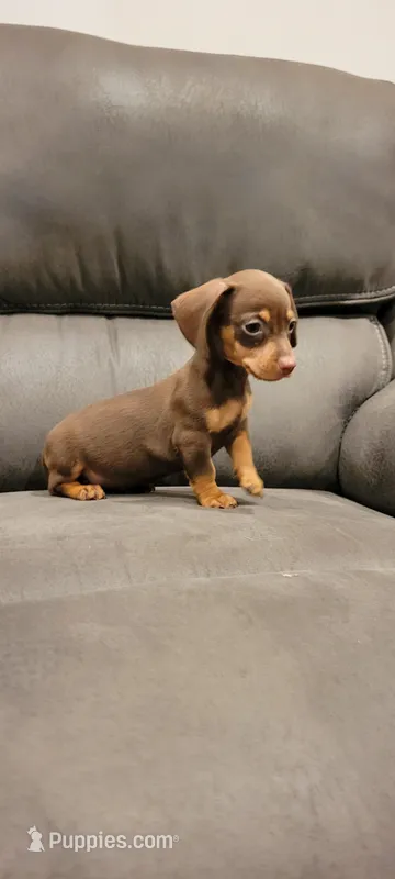 Max – Miniature Dachshund puppy for sale in Long Beach, CA