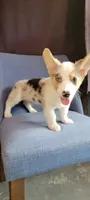 Speedy, a male Cardigan Welsh Corgi for sale in Long Beach, CA – 1 of 3