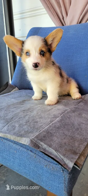 Pepper fem OBO – Cardigan Welsh Corgi puppy for sale in Long Beach, CA