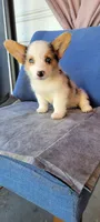 Pepper fem OBO, a female Cardigan Welsh Corgi for sale in Long Beach, CA – 1 of 1