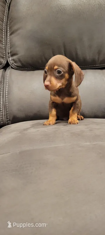 CHOKO ( MALE) reduced $ – Miniature Dachshund puppy for sale in Long Beach, CA