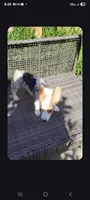 Speedy, a male Cardigan Welsh Corgi for sale in Long Beach, CA – 2 of 2
