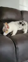 Poke, a male Cardigan Welsh Corgi for sale in Los Angeles, CA – 3 of 4