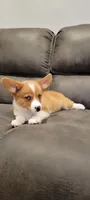River blue eyes, a male Pembroke Welsh Corgi for sale in Long Beach, CA – 2 of 2