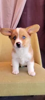 River, a male Pembroke Welsh Corgi for sale in Los Angeles, CA – 2 of 3