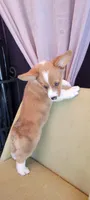 River, a male Pembroke Welsh Corgi for sale in Los Angeles, CA – 3 of 3