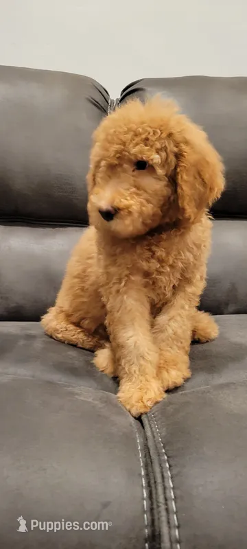 AJ – Labradoodle puppy for sale in Long Beach, CA