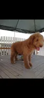 AJ non shedding labradoodle OBO, a male Labradoodle for sale in Long Beach, CA – 2 of 2