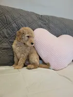 Sunny, a male Labradoodle for sale in Los Angeles, CA – 3 of 3