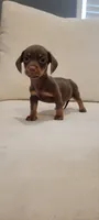 CHOKO ( MALE), a male Miniature Dachshund for sale in Long Beach, CA – 2 of 3