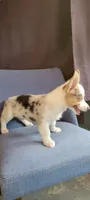 Speedy, a male Cardigan Welsh Corgi for sale in Long Beach, CA – 3 of 3