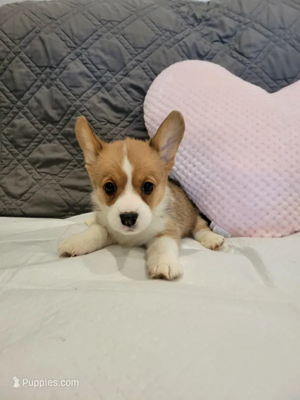 Bella – Pembroke Welsh Corgi puppy for sale in Los Angeles, CA
