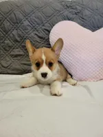 Bella, a female Pembroke Welsh Corgi for sale in Los Angeles, CA – 1 of 3