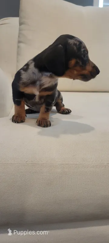 Dixxie – Miniature Dachshund puppy for sale in Long Beach, CA