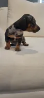 Dixxie, a female Miniature Dachshund for sale in Long Beach, CA – 1 of 3