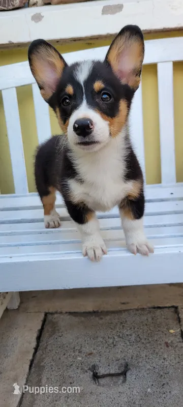 Tony – Pembroke Welsh Corgi puppy for sale in Long Beach, CA