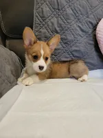 Bella, a female Pembroke Welsh Corgi for sale in Los Angeles, CA – 3 of 3