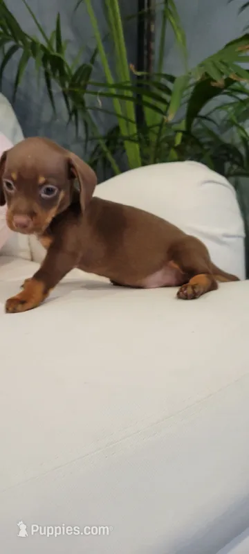 Max – Miniature Dachshund puppy for sale in Long Beach, CA