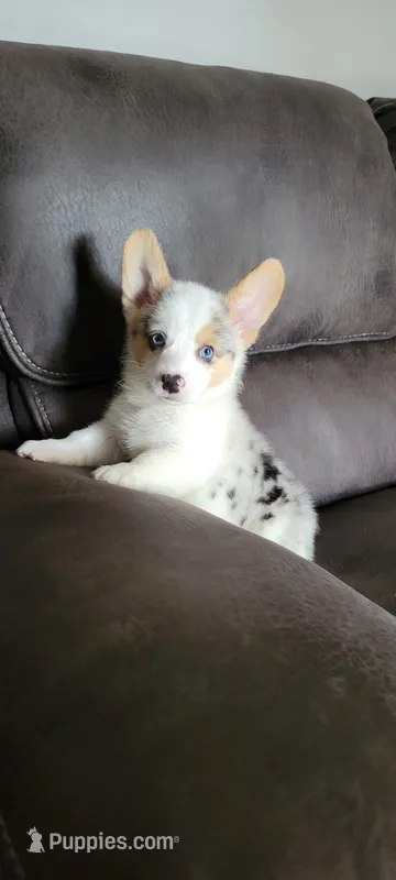 Poke – Cardigan Welsh Corgi puppy for sale in Los Angeles, CA