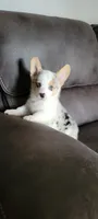 Poke, a male Cardigan Welsh Corgi for sale in Los Angeles, CA – 1 of 4