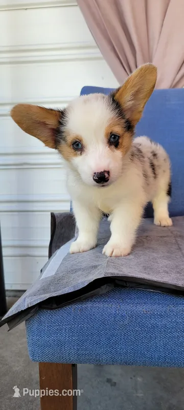 Pepper fem OBO – Cardigan Welsh Corgi puppy for sale in Long Beach, CA