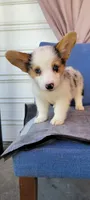 Pepper fem, a female Cardigan Welsh Corgi for sale in Long Beach, CA – 1 of 3