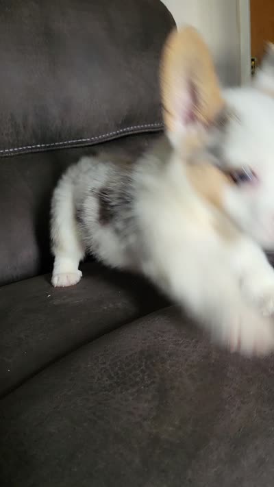 Poke, a male Cardigan Welsh Corgi for sale in Los Angeles, CA – 4 of 4