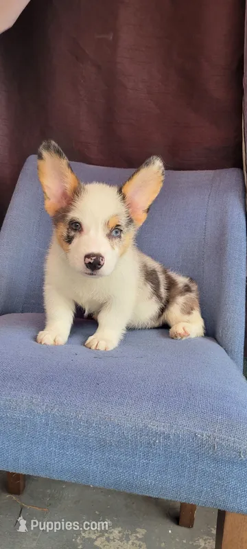 Tony – Cardigan Welsh Corgi puppy for sale in Long Beach, CA