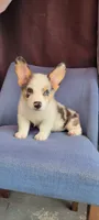 Tony, a male Cardigan Welsh Corgi for sale in Long Beach, CA – 1 of 3