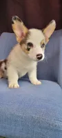 Tony, a male Cardigan Welsh Corgi for sale in Long Beach, CA – 2 of 3