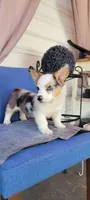 Tony OBO, a male Cardigan Welsh Corgi for sale in Long Beach, CA – 3 of 3