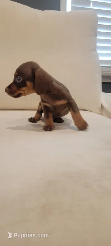 CHOKO ( MALE) reduced $ – Miniature Dachshund puppy for sale in Long Beach, CA