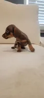 CHOKO ( MALE), a male Miniature Dachshund for sale in Long Beach, CA – 3 of 3