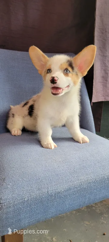 Speedy  $OBO – Cardigan Welsh Corgi puppy for sale in Long Beach, CA