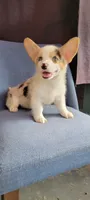 Speedy  $OBO, a male Cardigan Welsh Corgi for sale in Long Beach, CA – 2 of 2