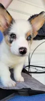 Tony OBO, a male Cardigan Welsh Corgi for sale in Long Beach, CA – 2 of 3
