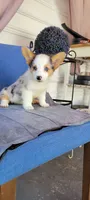 Pepper fem, a female Cardigan Welsh Corgi for sale in Long Beach, CA – 3 of 3