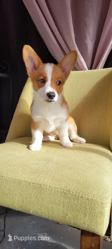 Julia – Pembroke Welsh Corgi puppy for sale in Long Beach, CA