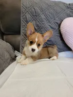 Bella, a female Pembroke Welsh Corgi for sale in Los Angeles, CA – 2 of 3