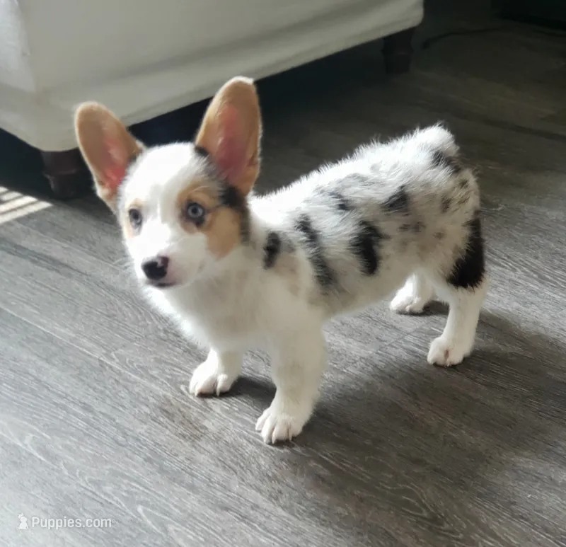 PEPPER FEM – Cardigan Welsh Corgi puppy for sale in Long Beach, CA